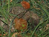 Моменти із села