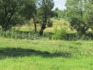 Моменти із села