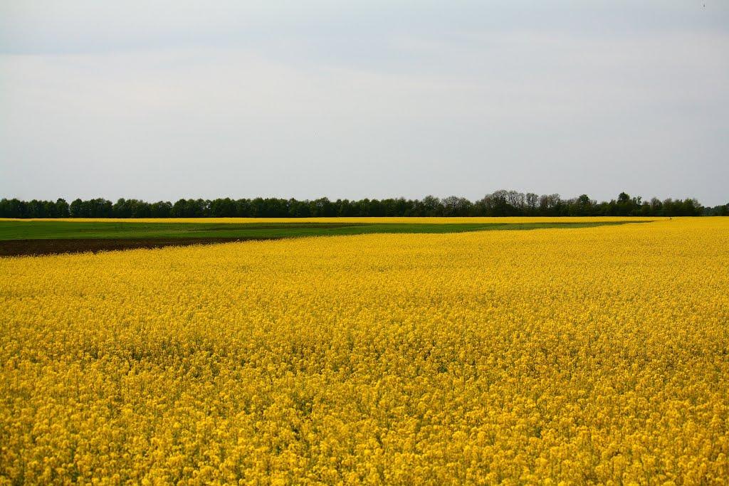 Шпичинці з panoramio.com - Shpychyntsi