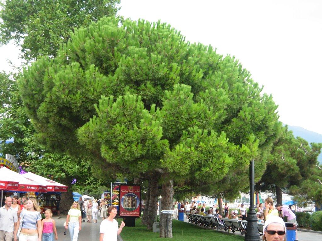 Ялта з panoramio.com (ч.5) - Yalta