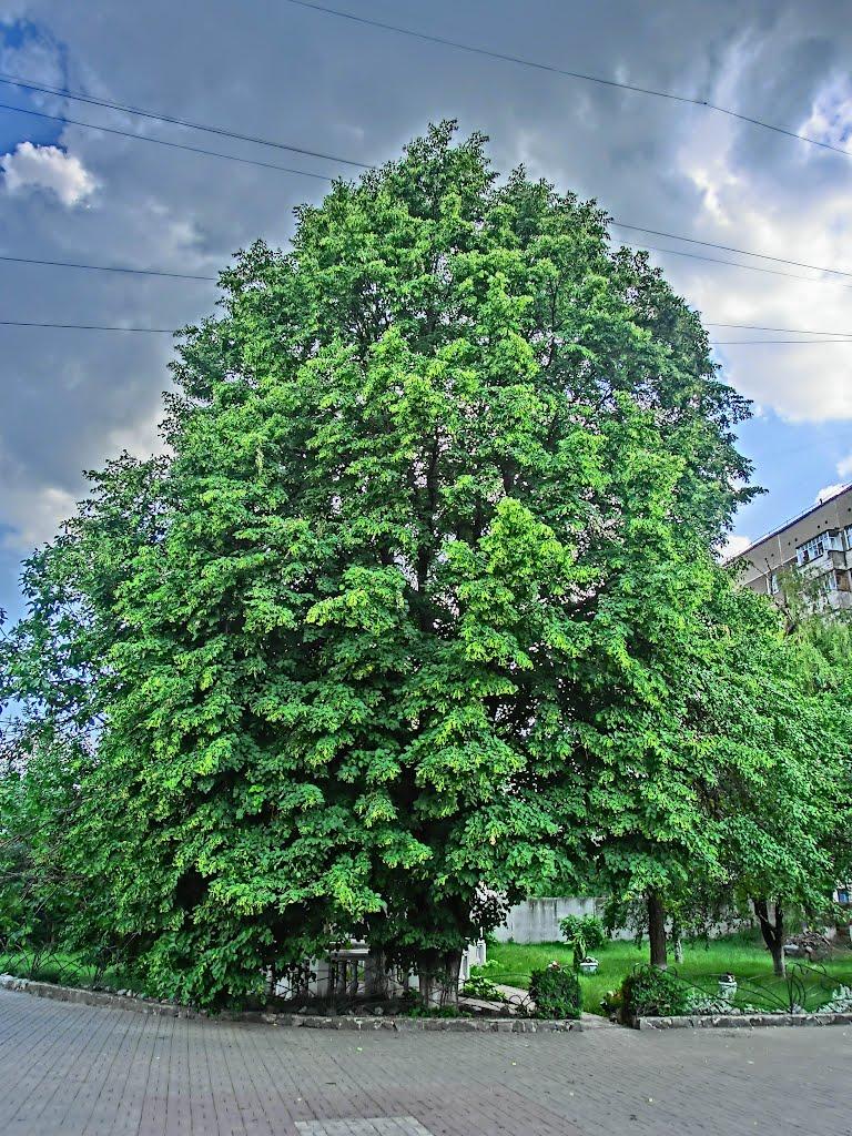 Олександрія з panoramio.com (ч.3) - Олександрія