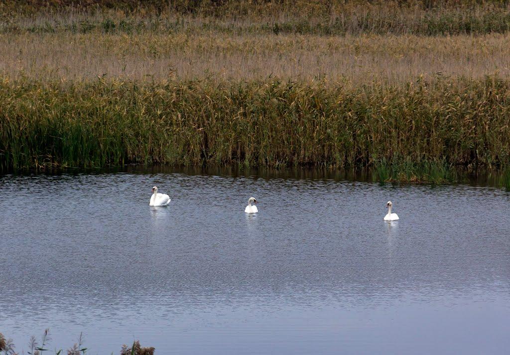 Ордо-Василівка з panoramio.com - Ордо-Василівка
