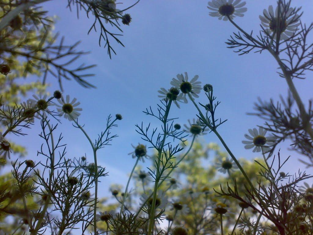 Благовіщенське з panoramio.com - Благовіщенське