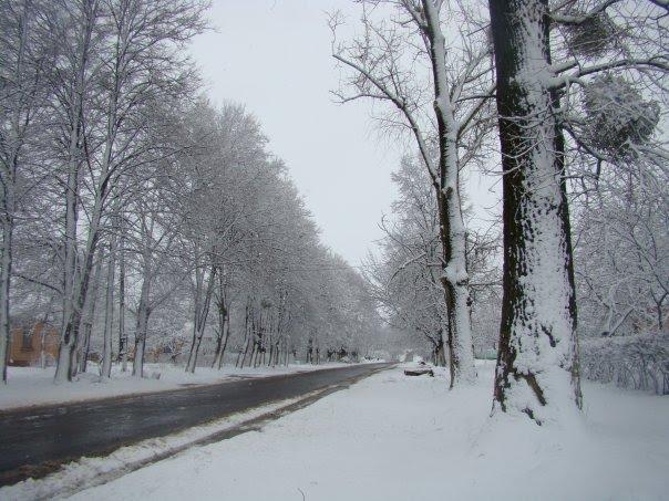 Велика Омеляна з panoramio.com - Велика Омеляна