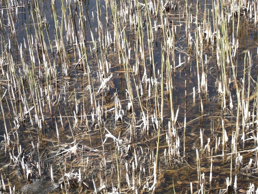 Якимівка з panoramio.com - Якимівка