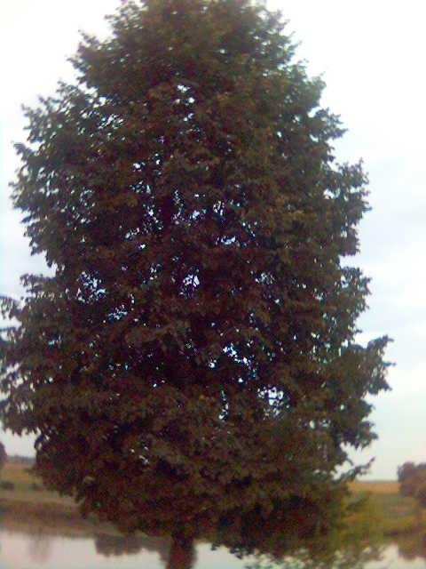 Глибоке з panoramio.com - Глубокое