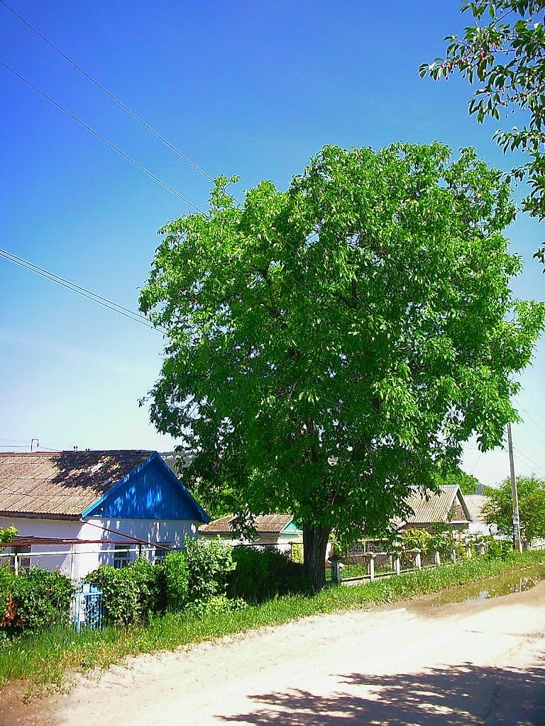 Бахчисарай з panoramio.com (ч.5) - Бахчисарай
