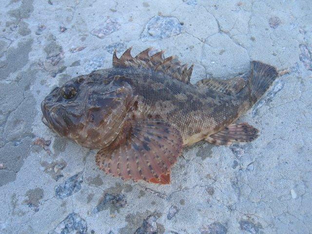 Щебетовка з panoramio.com (ч.2) - Щебетовка