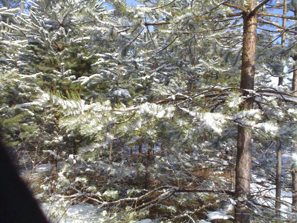 Славутич з panoramio.com - Славутич