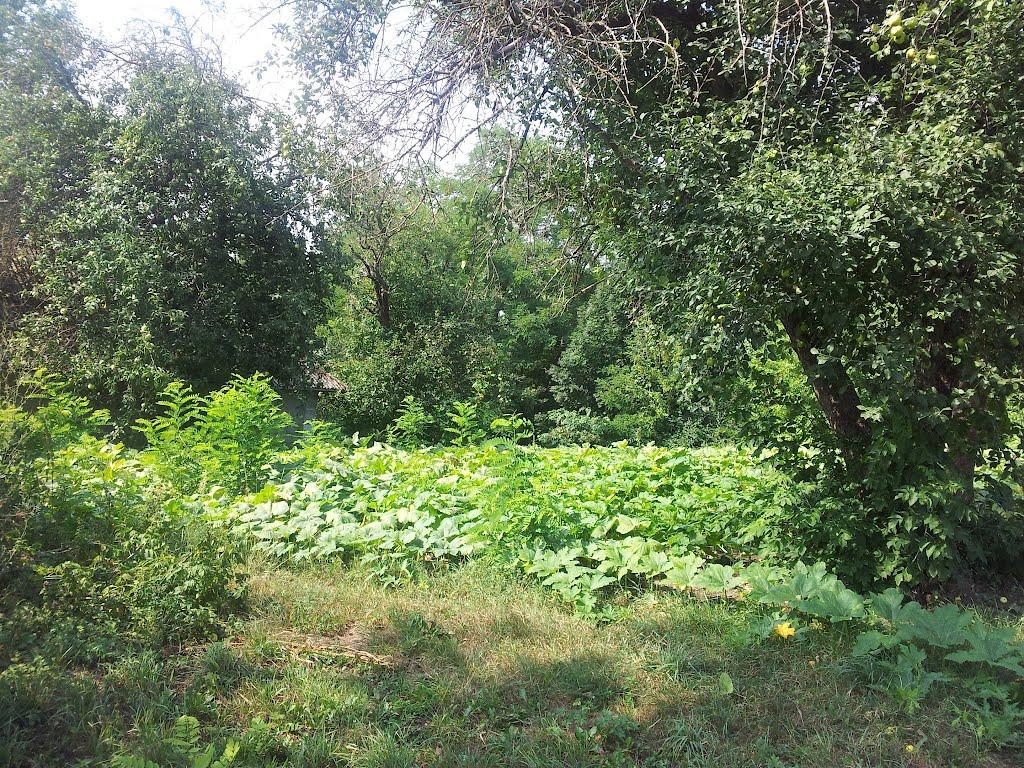 Бахтинок з panoramio.com - Бахтинок