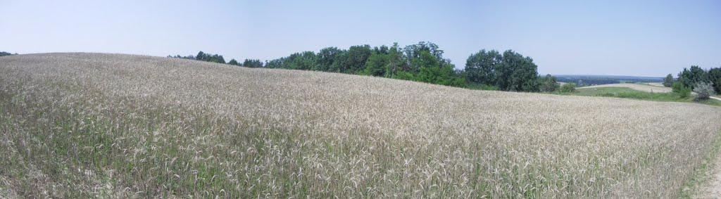 Бородані з panoramio.com - Бородані