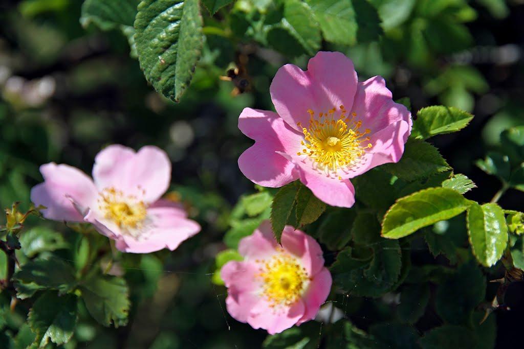 Лучисте з panoramio.com (ч.2) - Лучисте