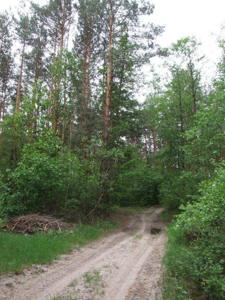 Гута-Забілоцька з panoramio.com - Гута-Забілоцька