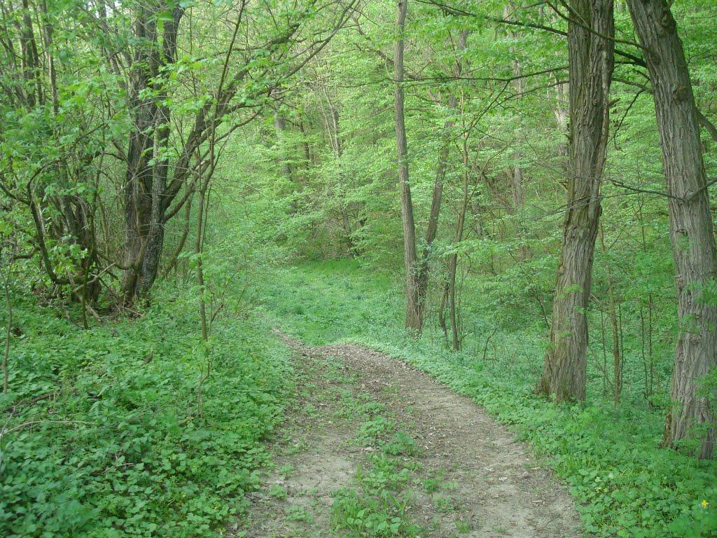 Вільховець з panoramio.com - Вільховець