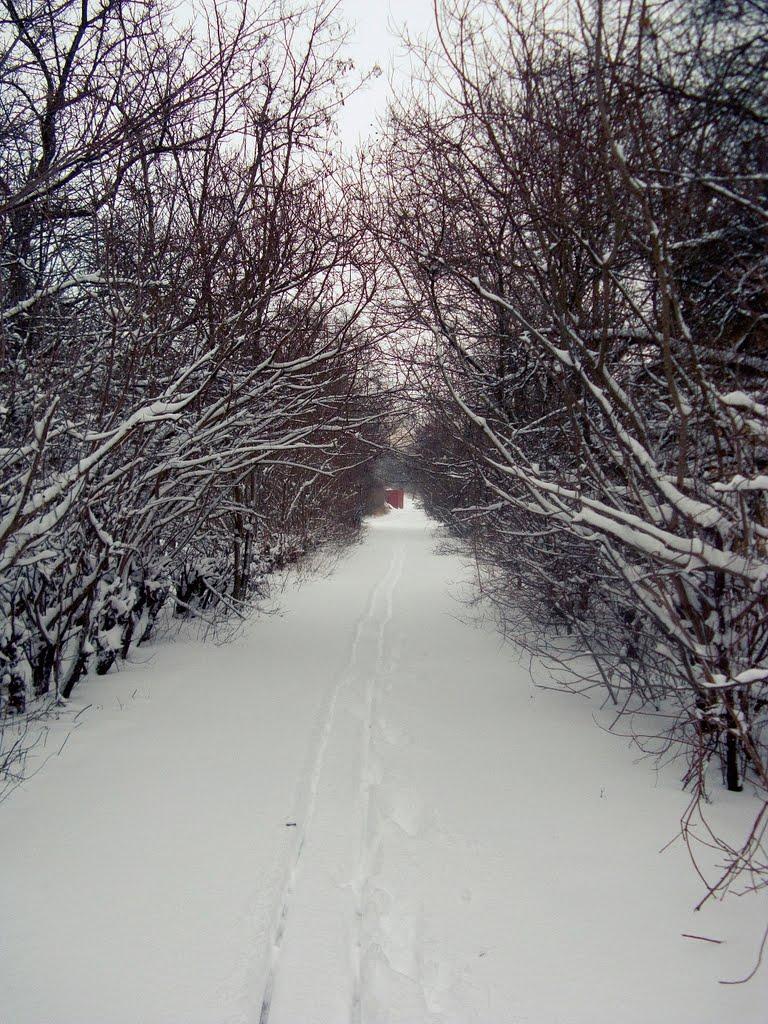 Шкільне з panoramio.com - Шкільне