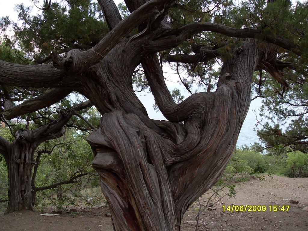 Рибаче з panoramio.com (ч.2) - Рибаче