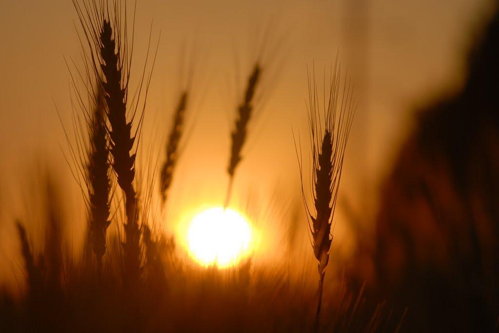 Гонтівка з panoramio.com - Гонтівка