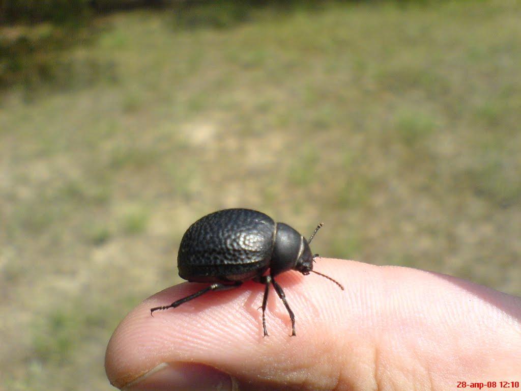 Борівське з panoramio.com - Борівське