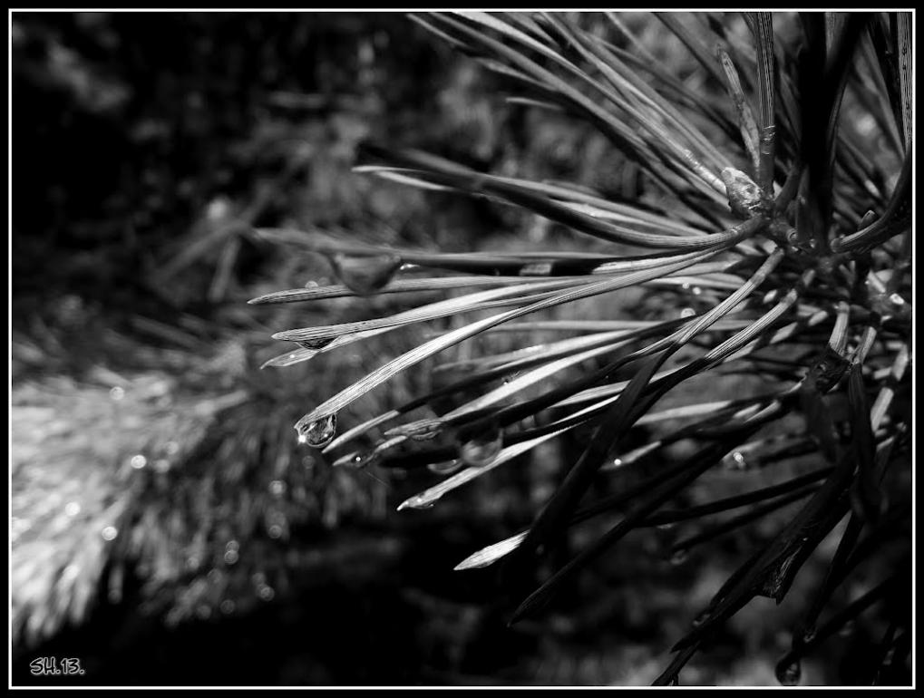 Три Копці з panoramio.com - Три Копцы