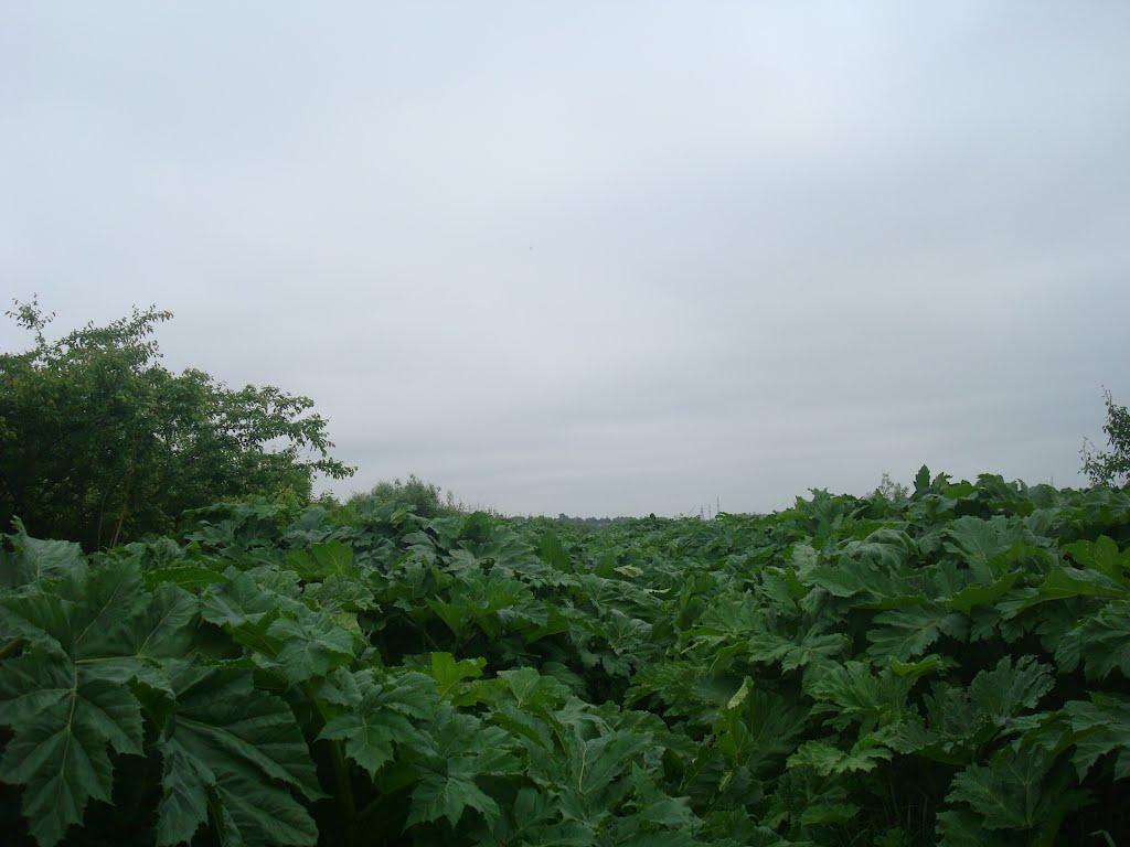 Хмельницький з panoramio.com (ч.13) - Хмельницкий