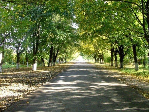 Велика Омеляна з panoramio.com - Велика Омеляна