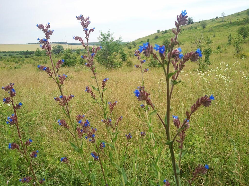 Новоукраїнка з panoramio.com - Новоукраїнка