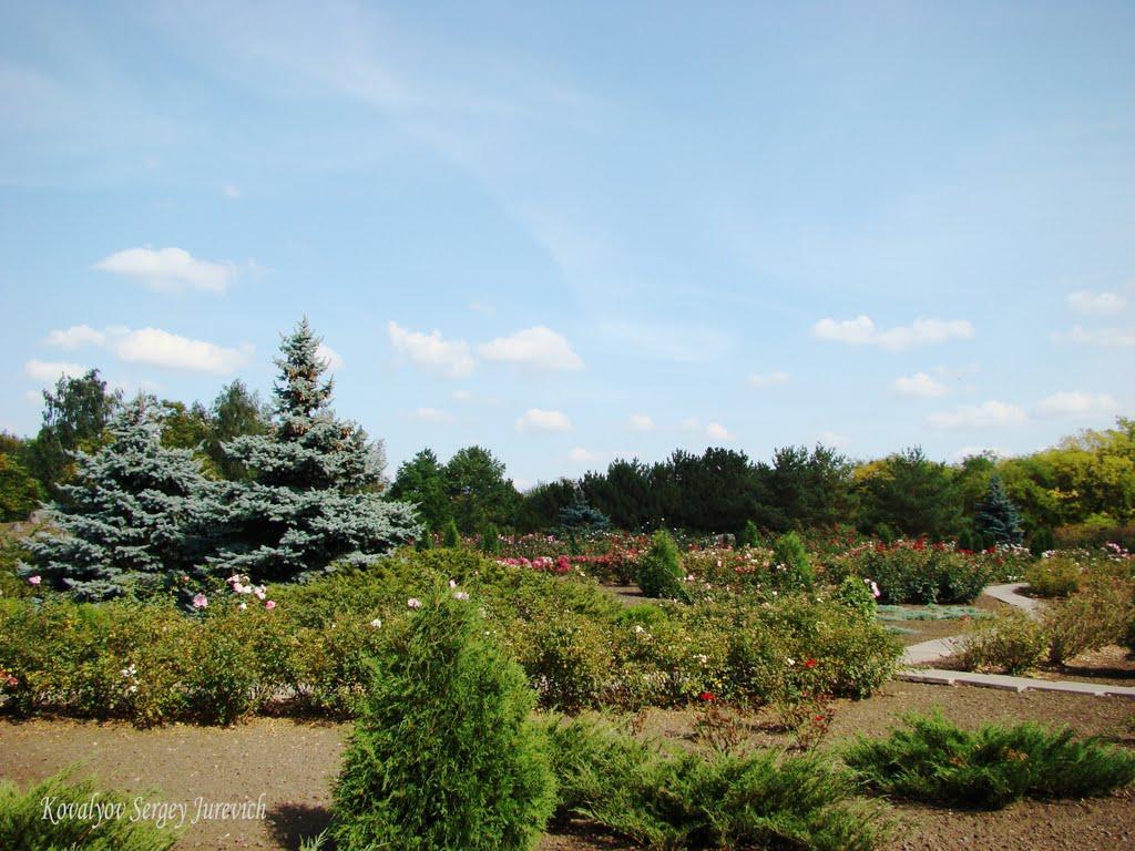 Кам'яне Поле з panoramio.com - Каменное Поле