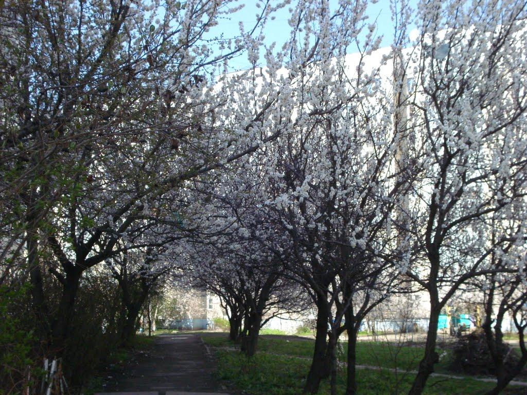 Луганськ з panoramio.com (ч.7) - Луганск