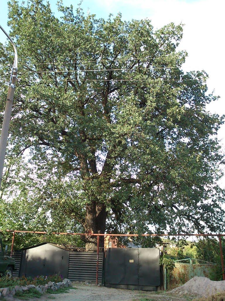 Високогірне з panoramio.com - Високогірне