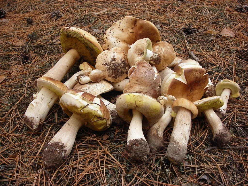 Трушівці з panoramio.com - Trushivtsi