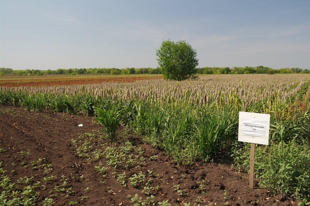 Дмитрівка з panoramio.com - Дмитрівка