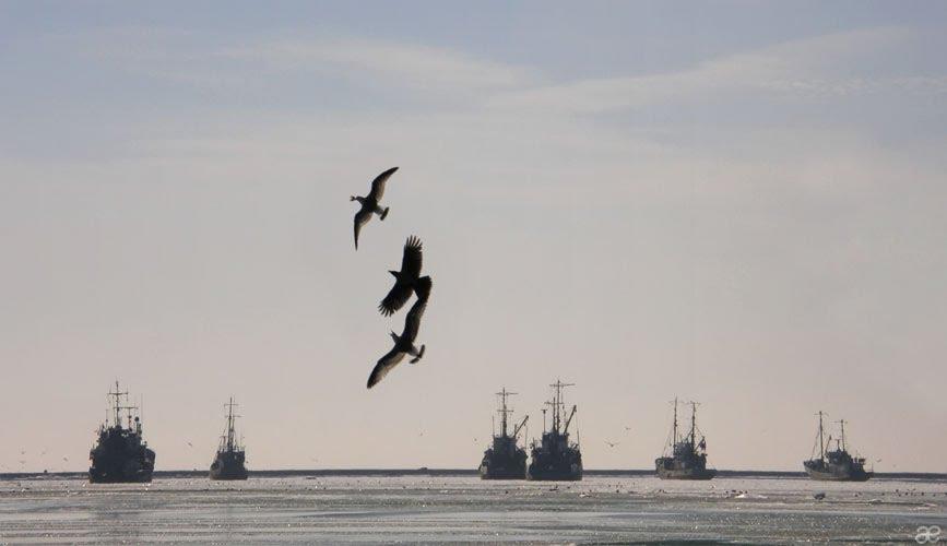 Бердянськ з panoramio.com (ч.3) - Бердянськ