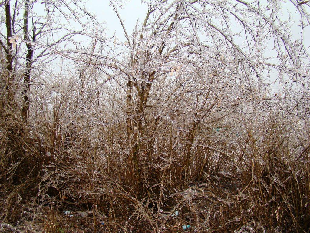 Янишівка з panoramio.com - Янишівка