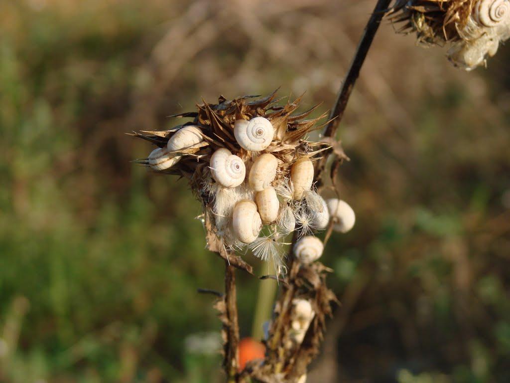 Славне з panoramio.com - Славное