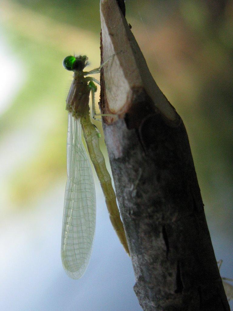 Софіївка з panoramio.com - Софіївка