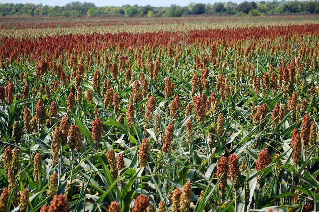 Дмитрівка з panoramio.com - Дмитрівка