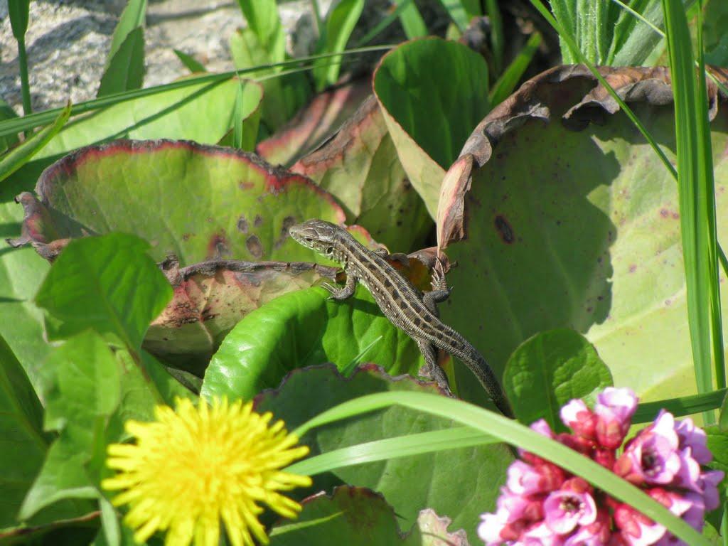Ювілейне з panoramio.com - Юбилейное