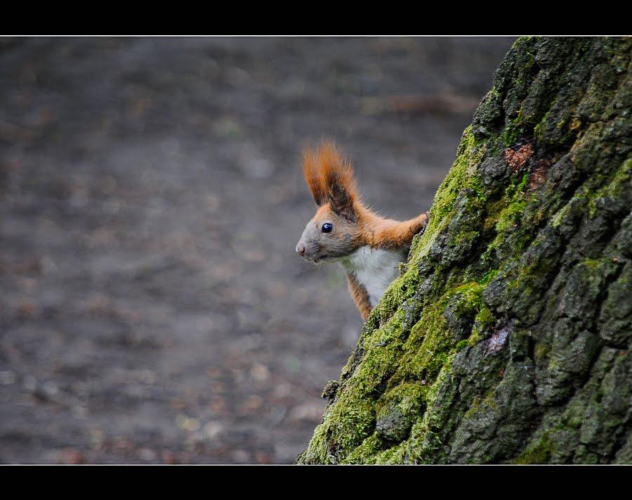 Волочиськ з panoramio.com - Волочиськ