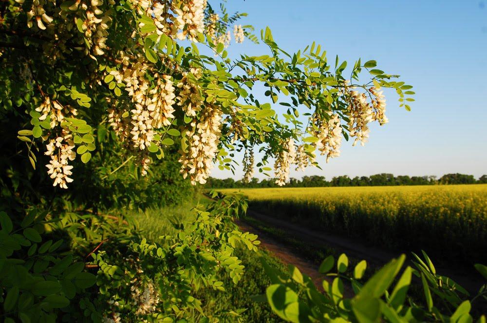 Михайлівка з panoramio.com - Mikhaylivka