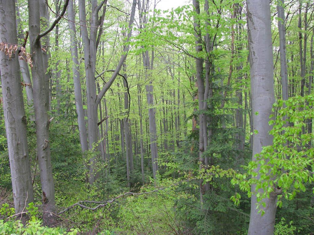 Делятин з panoramio.com - Делятин