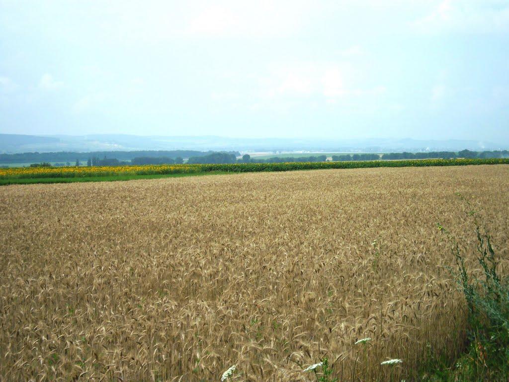 Ванчиківці з panoramio.com - Ванчиківці