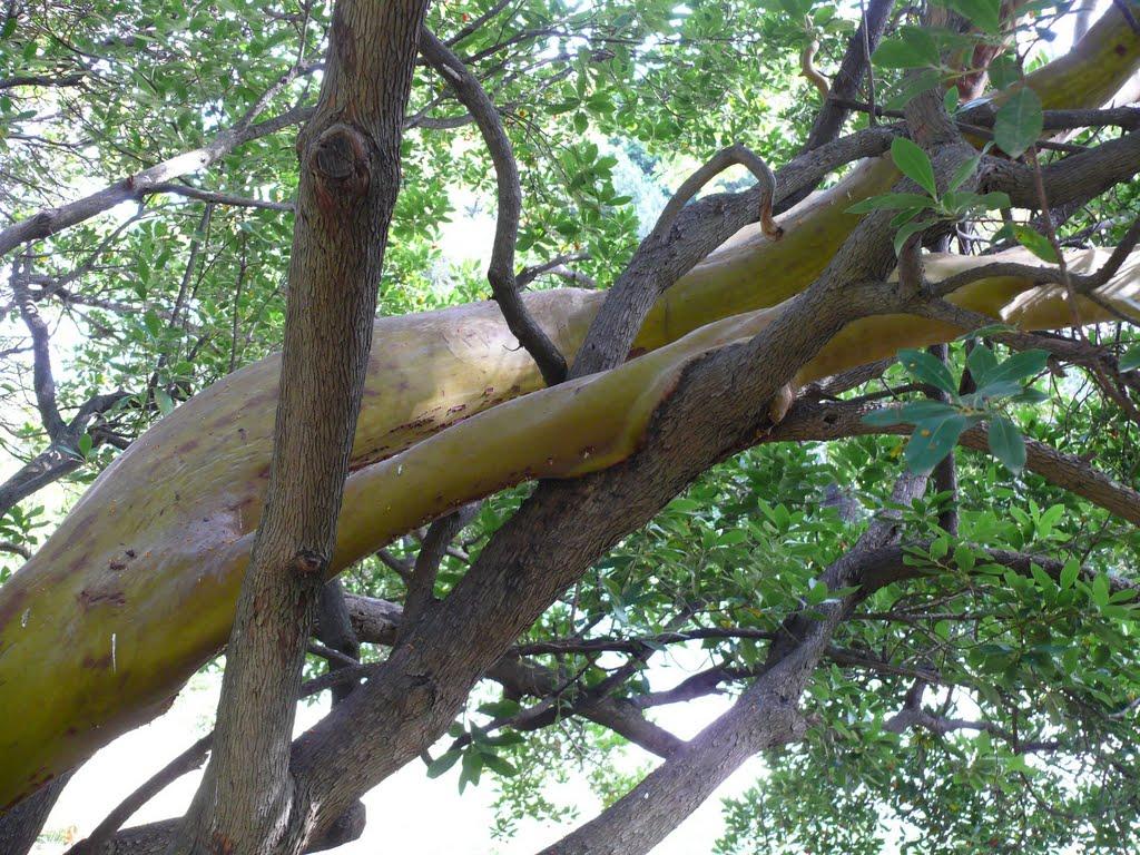 Алупка з panoramio.com (ч.3) - Алупка