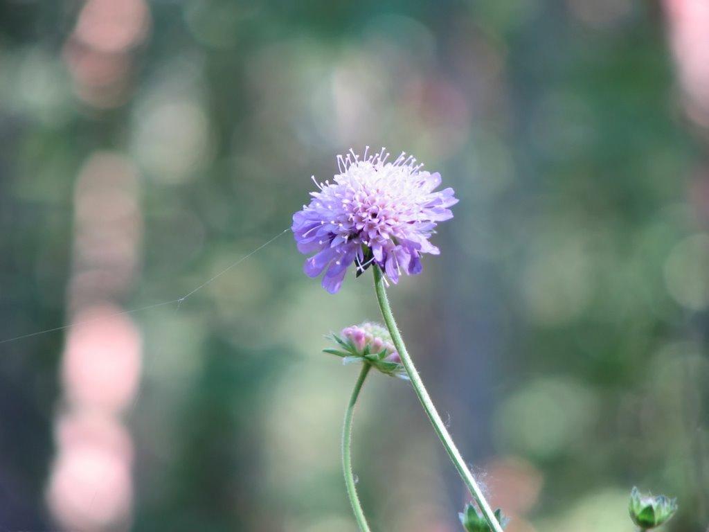 Славутич з panoramio.com - Славутич
