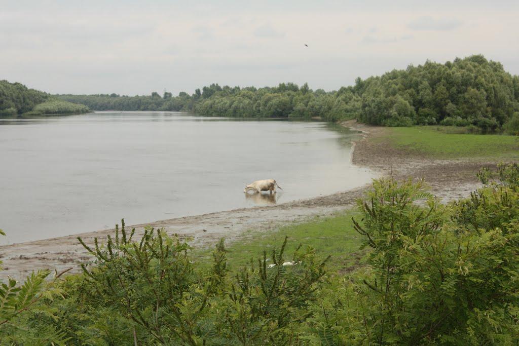 Количівка з panoramio.com - Kolychivka