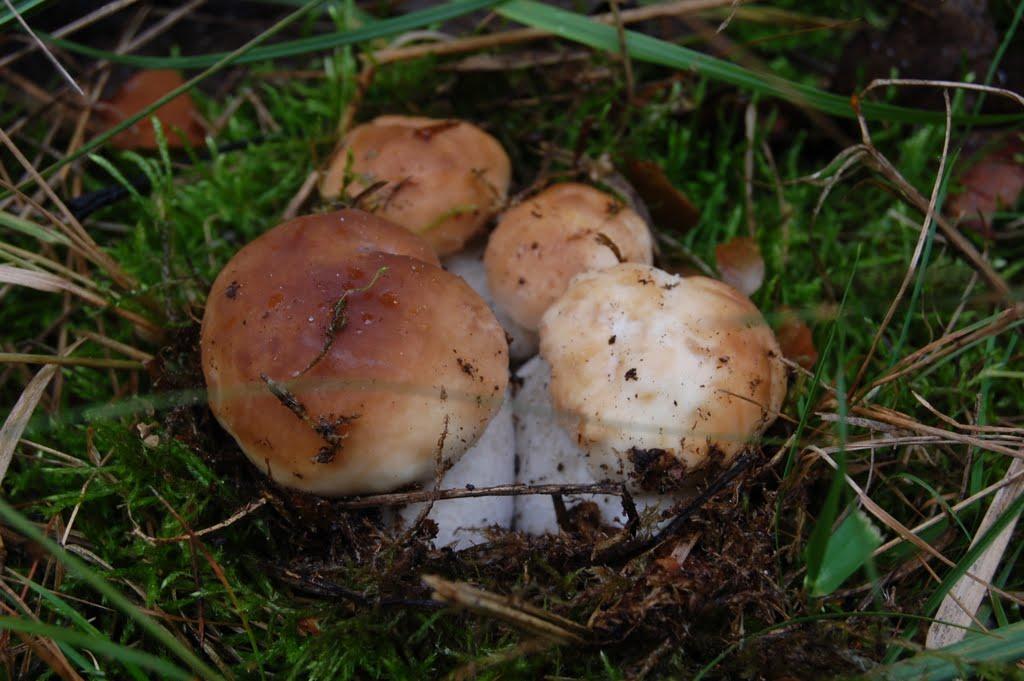 Леськи з panoramio.com - Леськи