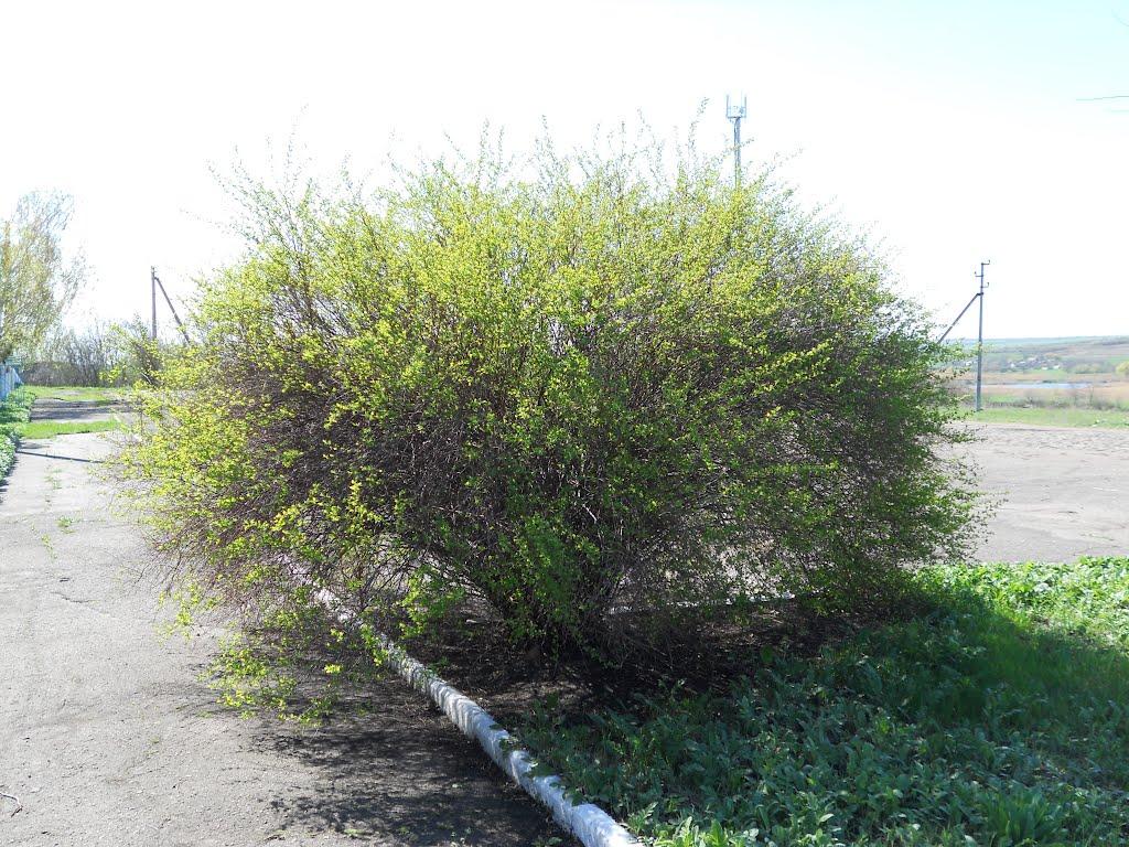 Вікторівка з panoramio.com - Вікторівка