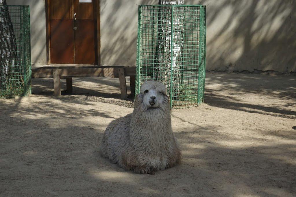 Лісне з panoramio.com - Лісне