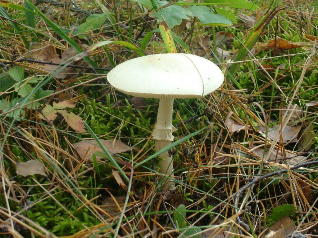 Славута з panoramio.com - Славута