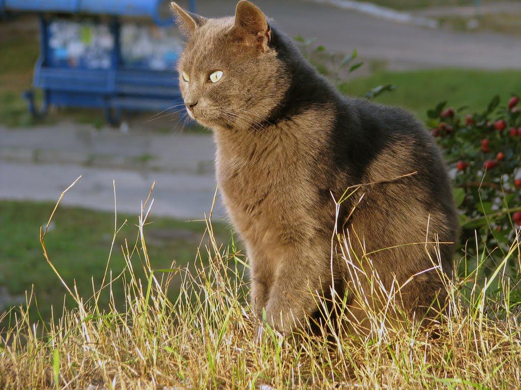 Фастів з panoramio.com (ч.2) - Фастов