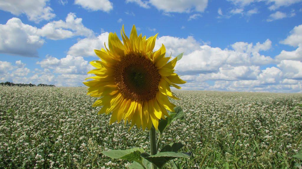 Котелевка з panoramio.com - Котелевка